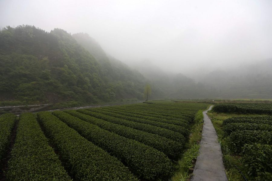 農(nóng)行重慶秀山支行通過公司、基地、農(nóng)戶支持當(dāng)?shù)剞r(nóng)民走上脫民致富